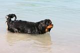 CAVALIER KING CHARLES 637